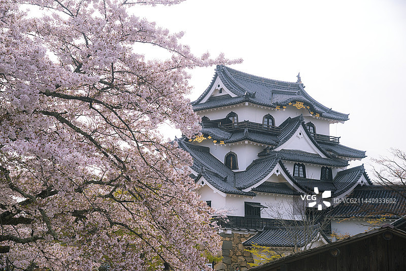 日本滋贺县彦根城和樱花图片素材