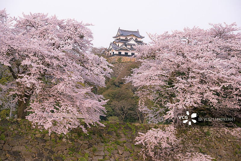 日本滋贺县彦根市的彦根城天守阁盛开图片素材