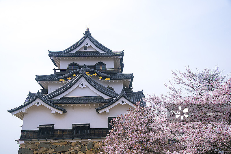 日本滋贺县彦根城和樱花图片素材