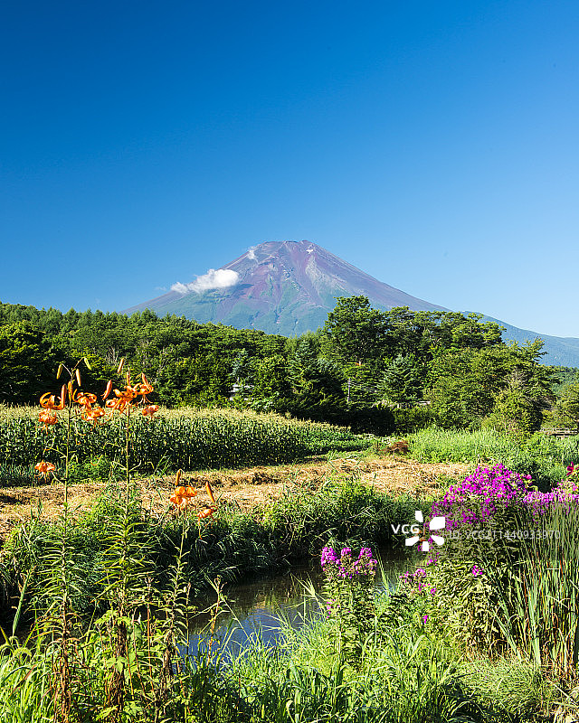 夏季鲜花与富士山，山梨县南都留郡忍野村图片素材