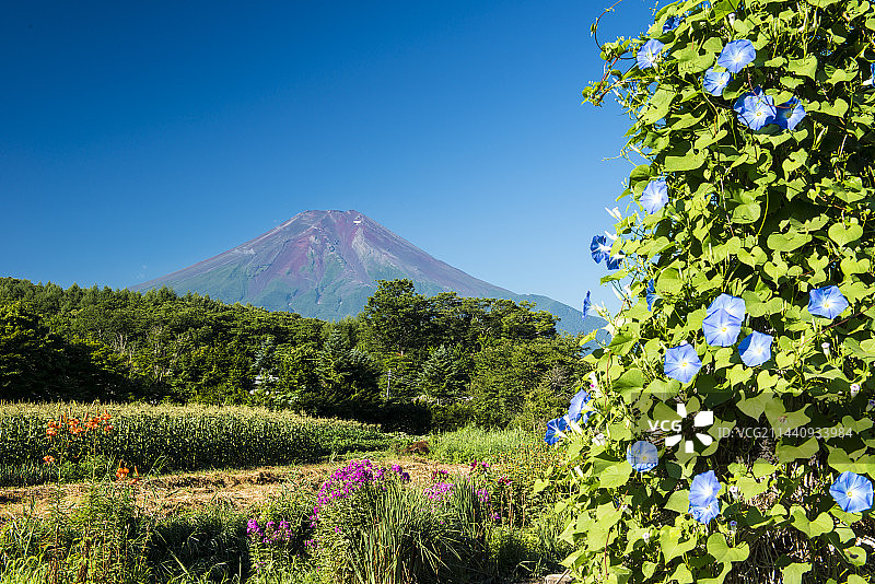 夏季鲜花与富士山，山梨县南都留郡忍野村图片素材
