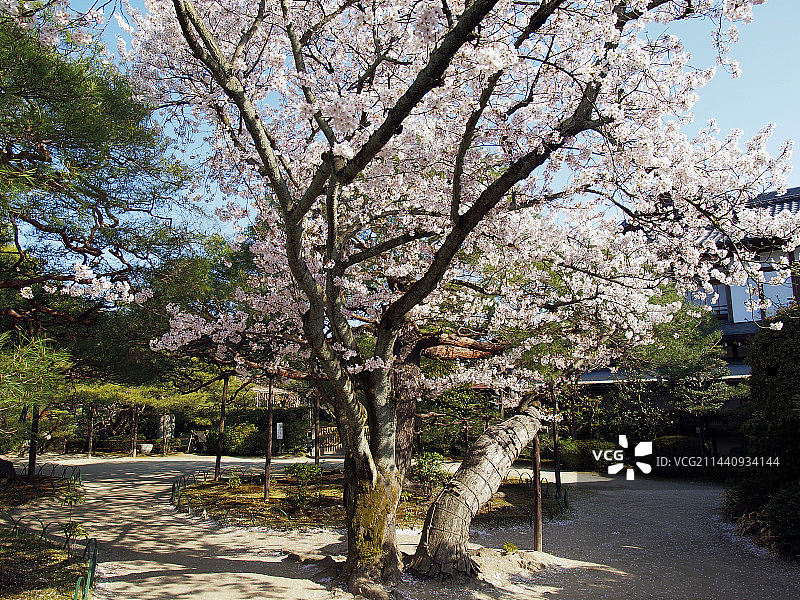 京都平安神宫的樱花，位于左京区图片素材