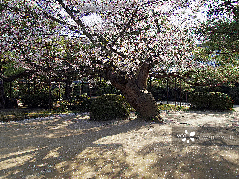 京都平安神宫的樱花，位于左京区图片素材