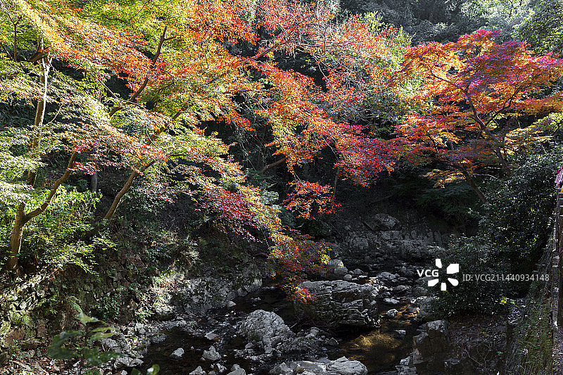 日本大阪府箕面市的箕面河与秋叶图片素材