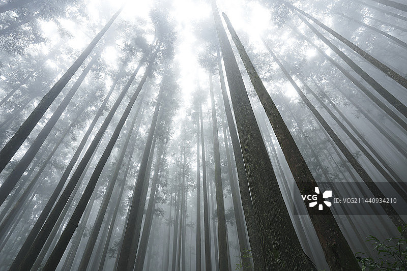 日本熊野古道森林雾景，和歌山县新宫市图片素材