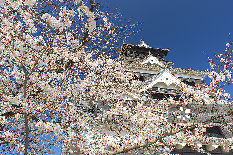 日本熊本县熊本市熊本城的樱花图片素材