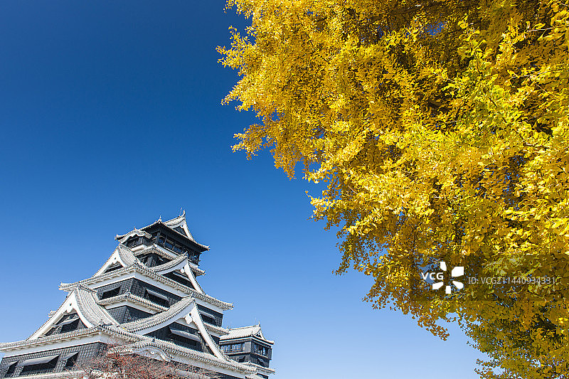 日本熊本县熊本城银杏图片素材