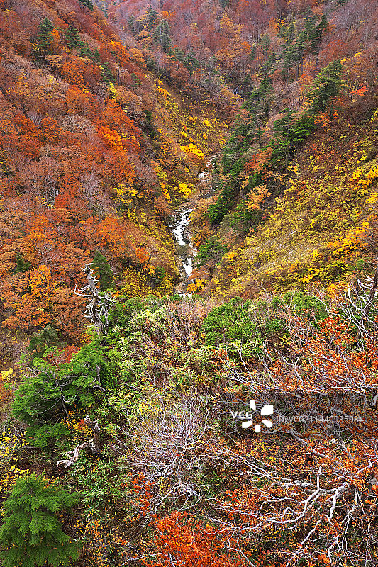日本青森县 Jogakura 山谷的秋叶图片素材