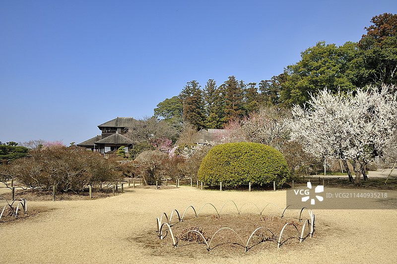 中国日本茨城县水户市偕乐园公园里盛开的梅花图片素材