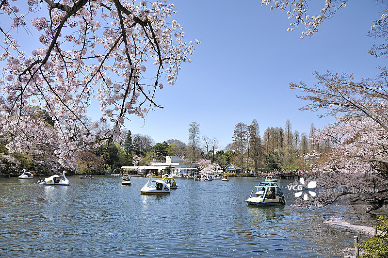 井之头公园，日本东京武藏野图片素材