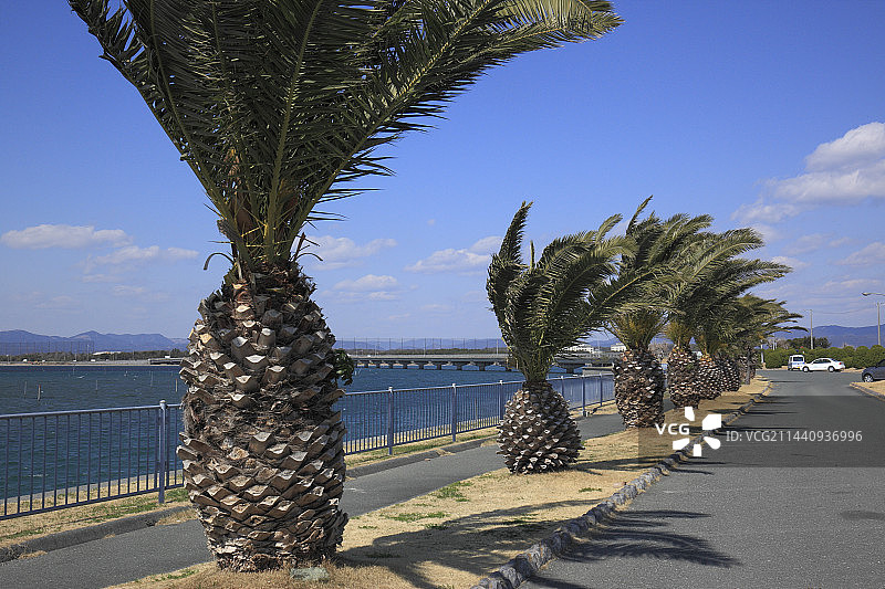 日本静冈县滨名湖和棕榈树图片素材