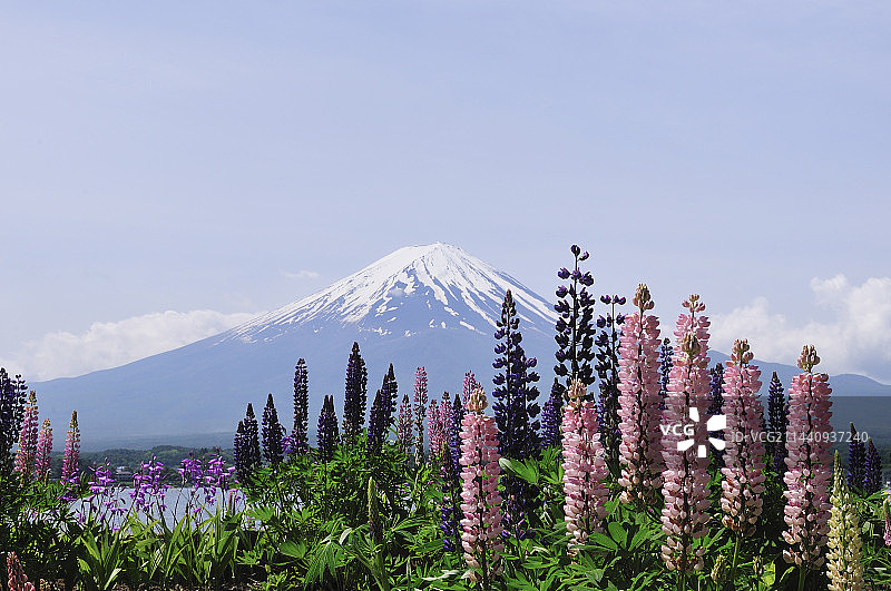 日本山梨县富士河口湖的鲁冰花与富士山图片素材
