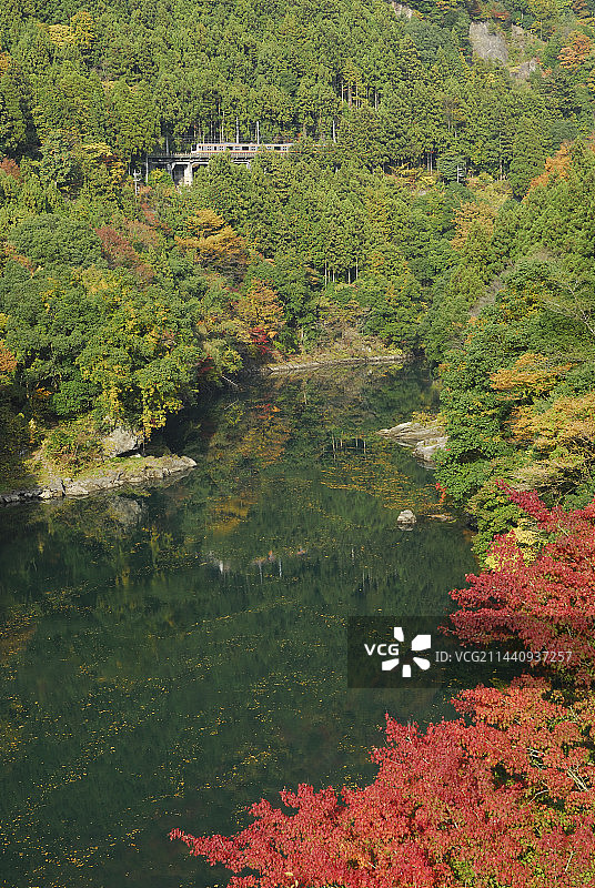 日本东京奥多摩町山谷中的秋叶图片素材
