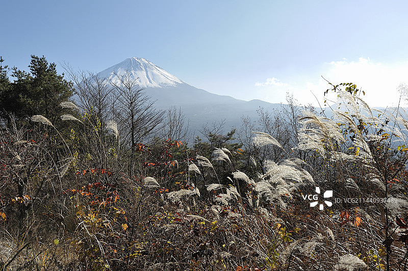 初冬富士山，日本山梨县鸣泽村图片素材