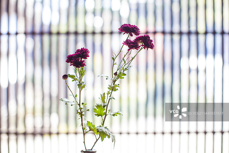妻笼宿的菊花图片素材