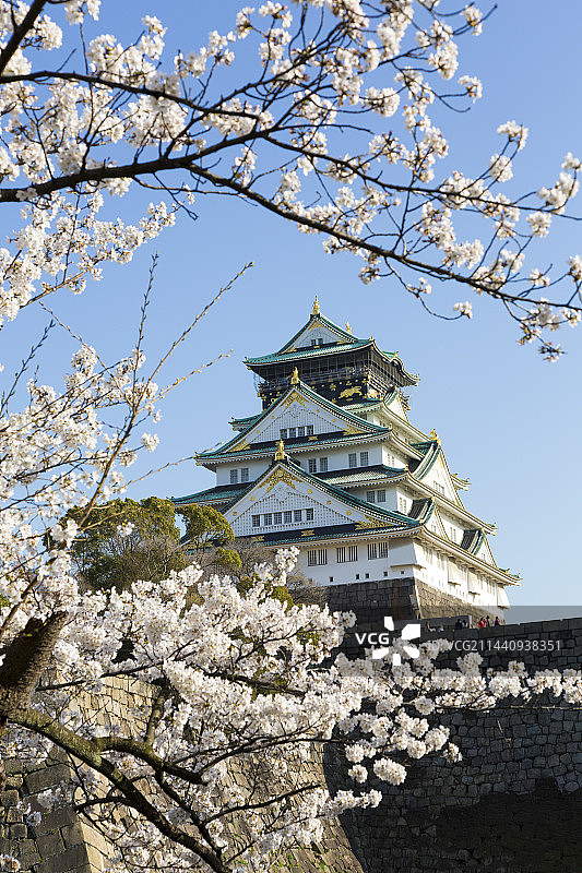 日本大阪大阪城盛开的樱花树图片素材