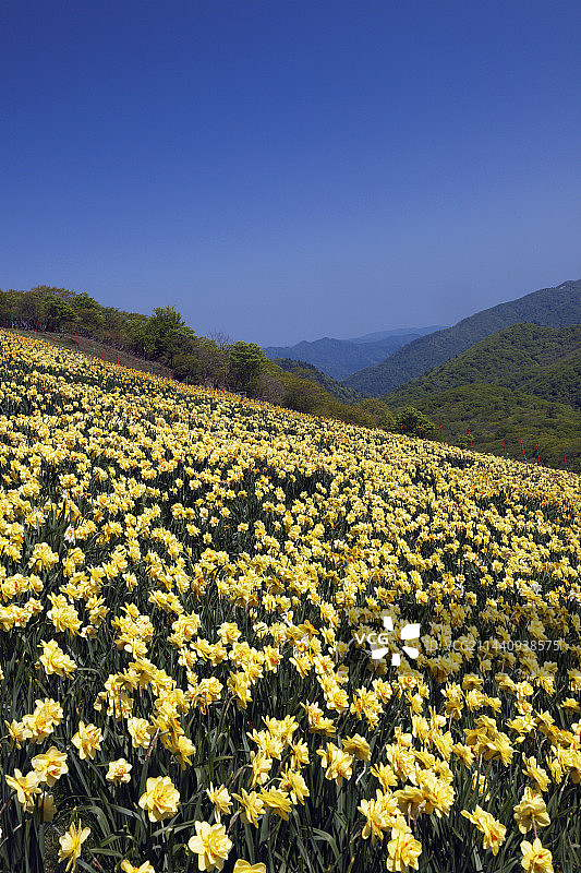 日本滋贺县大津市琵琶湖水仙花谷图片素材