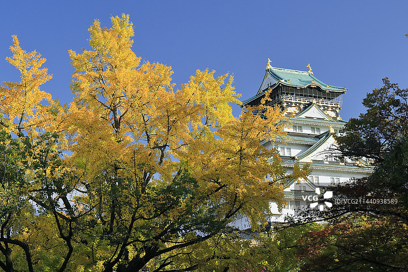 秋季银杏树与大阪城（日本大阪府大阪市中央区）图片素材