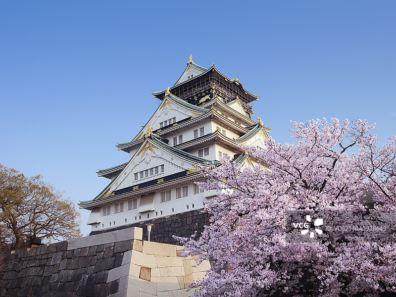 日本大阪城盛开的樱花树图片素材