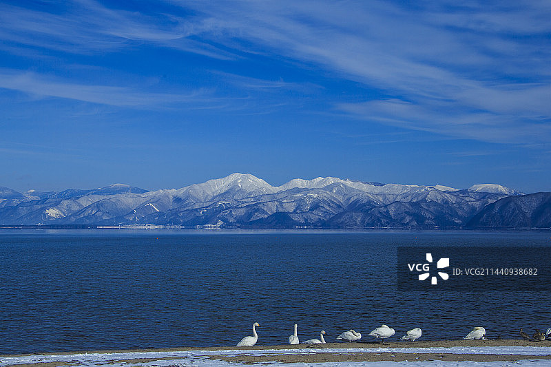 天鹅、猪苗代湖和群山，郡山市，福岛县图片素材