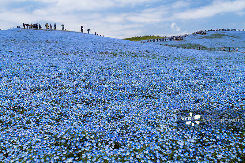 日本茨城县粉蝶花山丘图片素材
