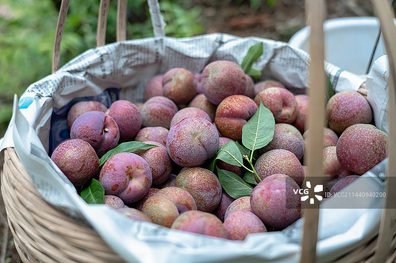 三华李图片素材