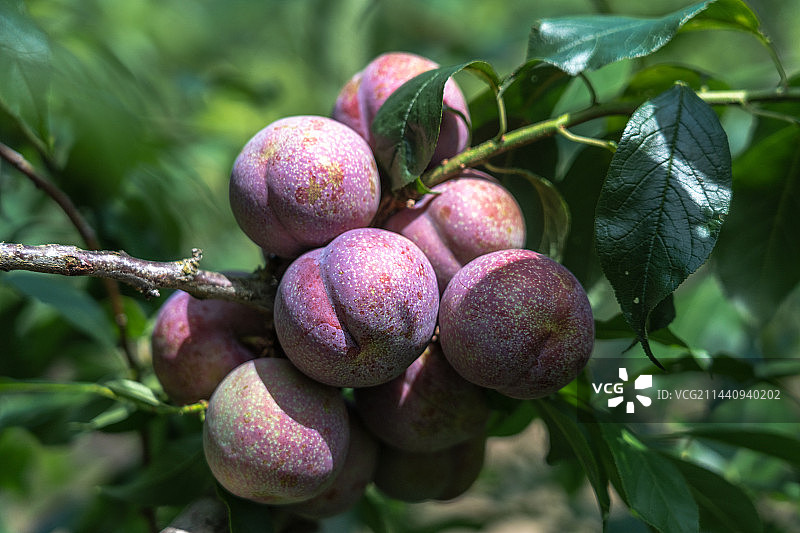 三华李图片素材