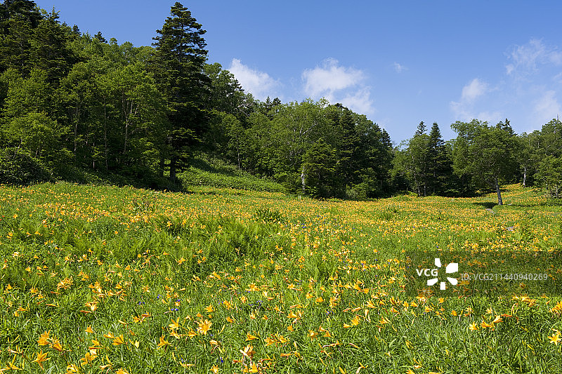 长野县下高井郡山之内町东馆山高山植物园图片素材