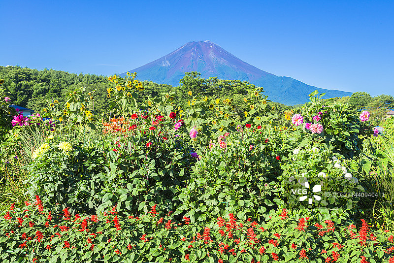 夏季的中国富士山图片素材