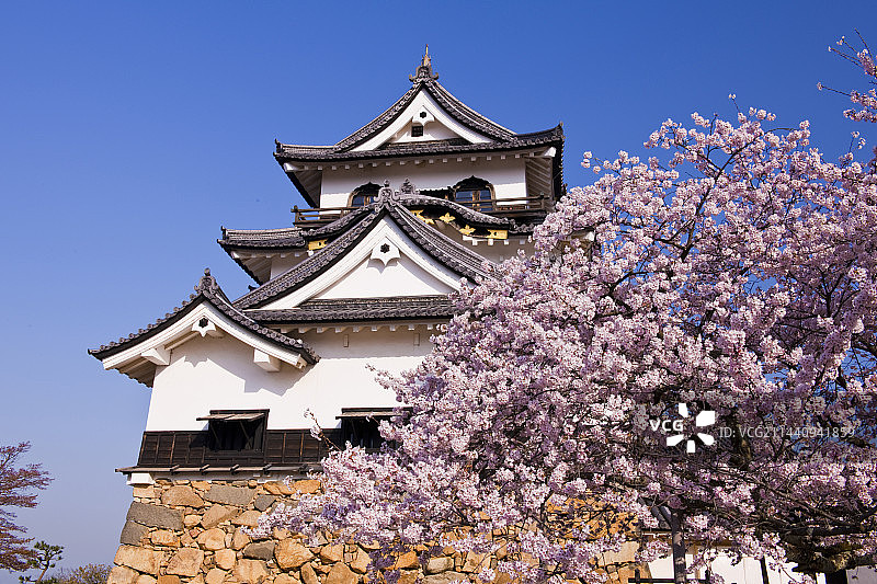 盛开樱花下的日本滋贺县彦根城图片素材