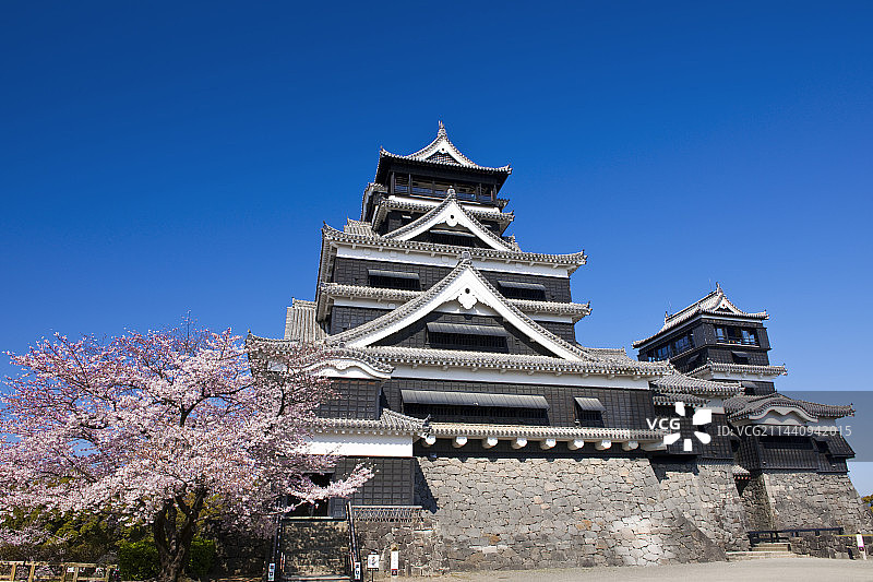 日本熊本县熊本城樱花图片素材