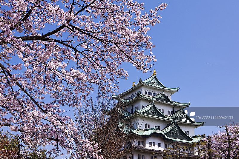 樱花与名古屋城（日本爱知县名古屋市）图片素材