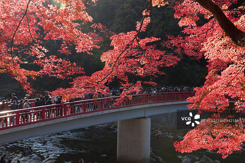 秋季色彩和香岚溪，日本爱知县丰田图片素材
