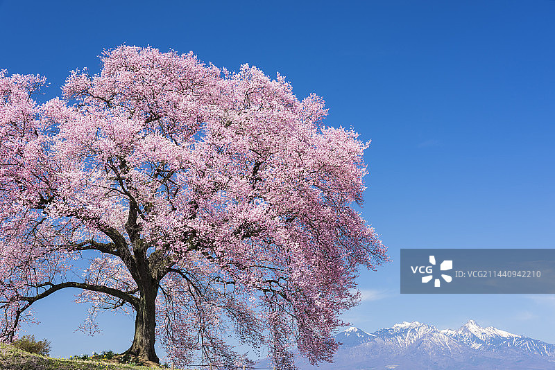 日本山梨县韮崎市的 Wanizuka 和八岳山的樱花图片素材