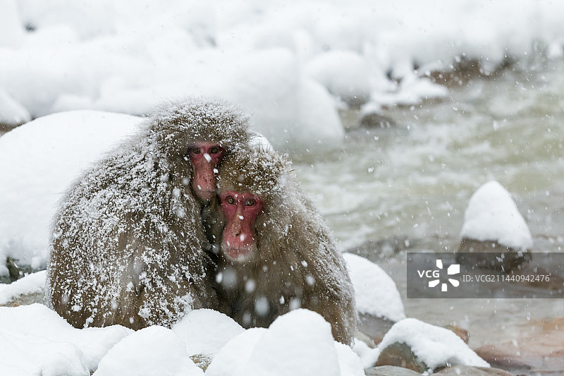 日本长野县地狱谷忍受寒冷的日本猕猴图片素材