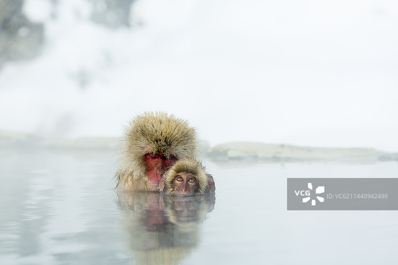 日本长野县地狱谷温泉中泡澡的日本猕猴图片素材
