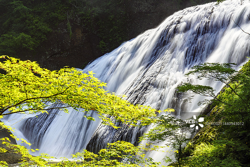 初夏的袋田瀑布，日本茨城县久慈郡大子町图片素材