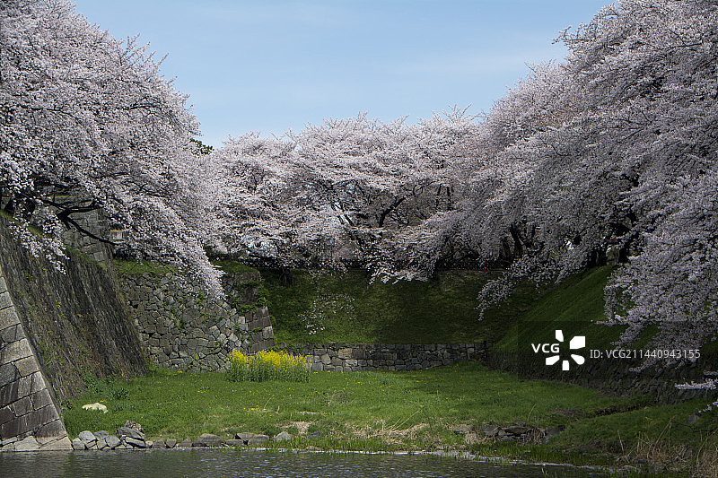 日本爱知县名古屋，名古屋城的樱花图片素材