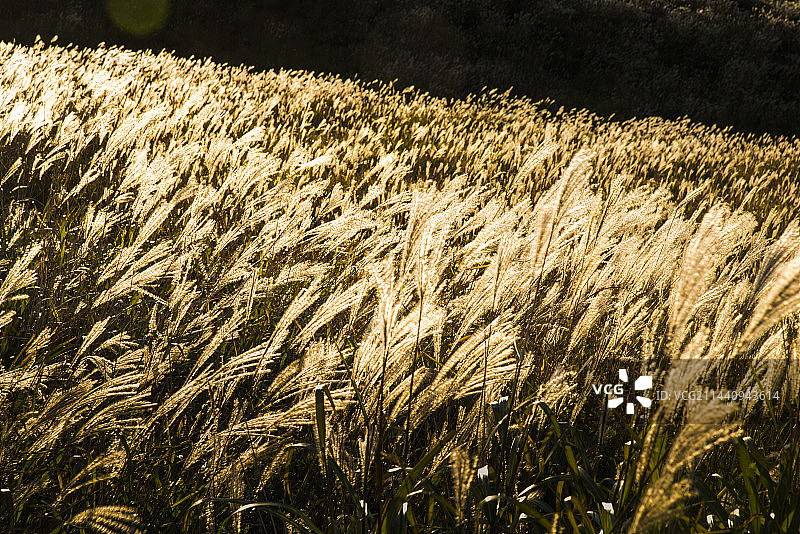 雾峰山的闪亮银色草，长野县诹访图片素材