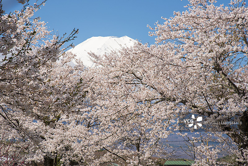日本山梨县南都留郡忍野村的樱花树与富士山图片素材
