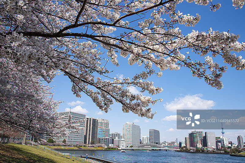 日本东京隅田川盛开的樱花树图片素材