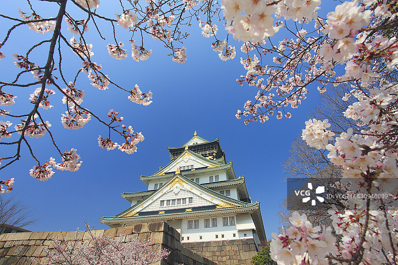日本大阪城盛开的樱花树图片素材