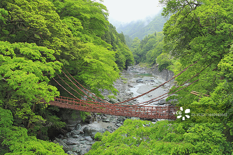 四国德岛县三好市祖谷的早上，蔓桥图片素材