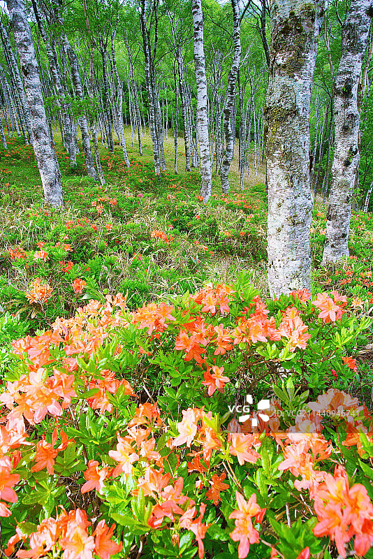 清晨的白桦平莲花杜鹃，长野县上田市图片素材