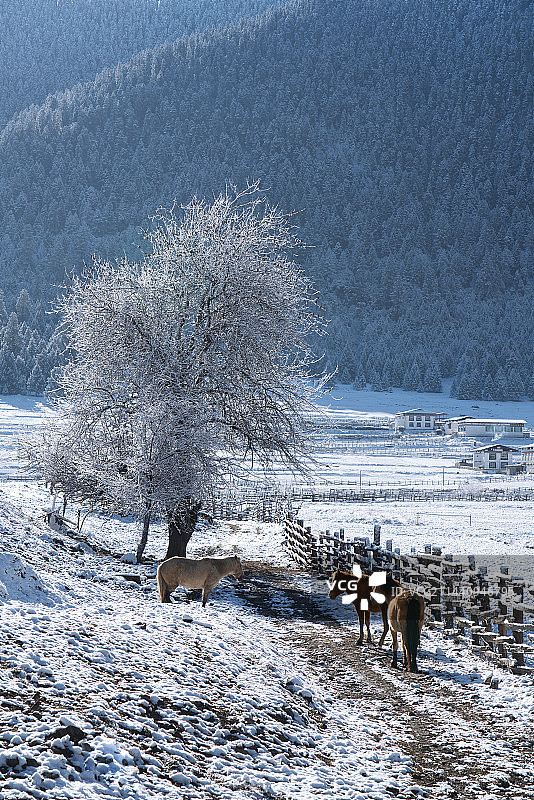 冬天雪后的西藏林芝鲁朗镇田园风光图片素材