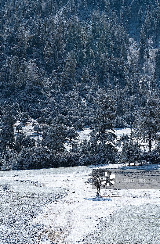 冬天雪后的西藏林芝鲁朗镇田园风光图片素材