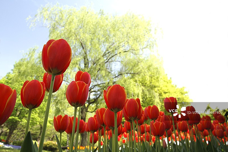 日本东京立川的郁金香图片素材