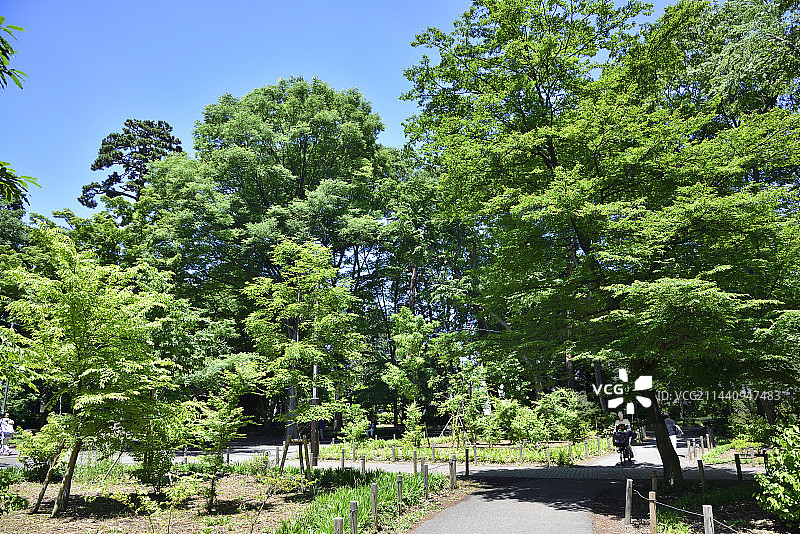 日本东京井之头恩赐公园图片素材