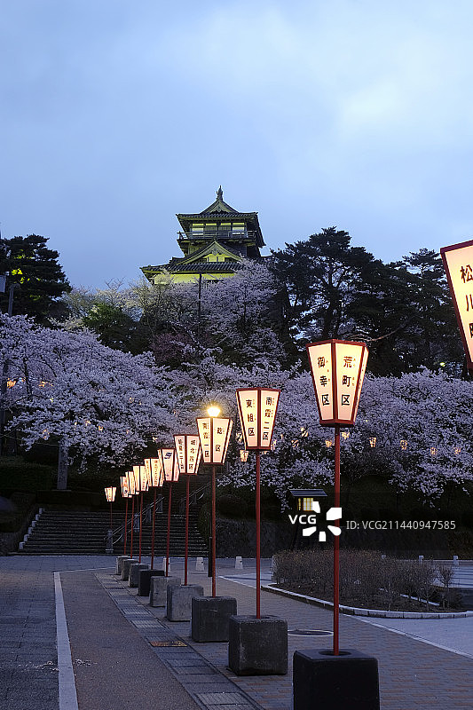 日本福井县坂井市丸冈城与樱花图片素材
