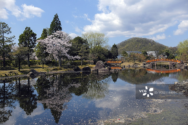 日本福井县越前市的紫式部公园与池塘图片素材